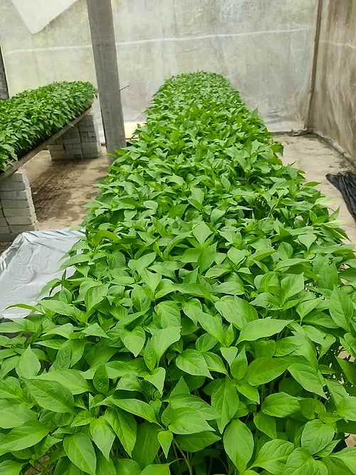 Rows of young chilli plants growing in the nursery