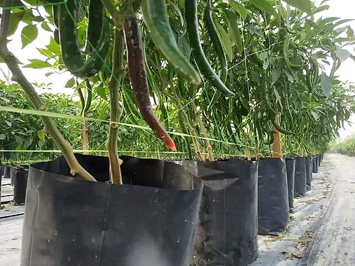 A single red Kulai 461 chilli ripening on the plant