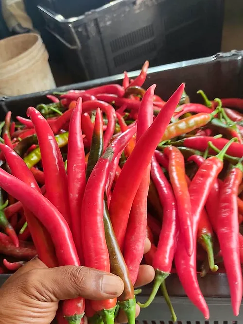 A hand holding a bunch of ripe red chillies above the harvest crates