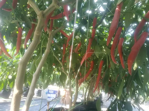 Red chillies ripening on the plant in the sun