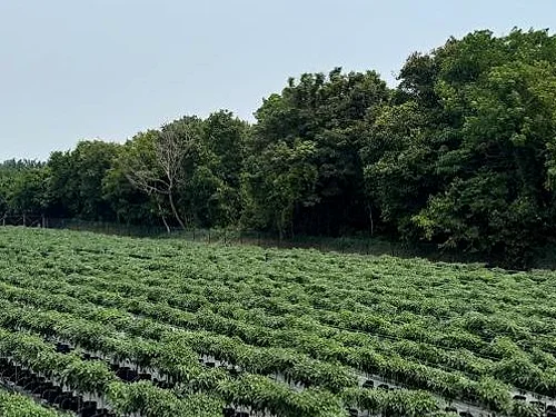 Wide view of chilli rows across the Rantau farm