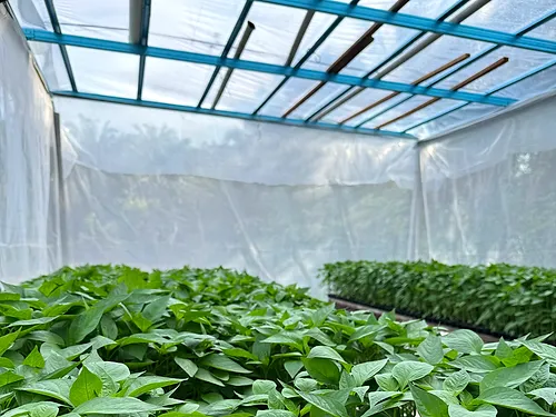 Chilli plants growing under a rain shelter