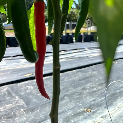 A red-ripe Kulai 461 chilli on the plant