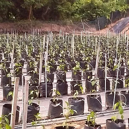 Young chilli plants transplanted into polybags